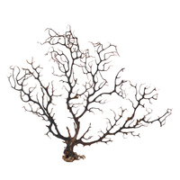 Gorgonian Sea Fan Medium #2 Natural Black Dried Coral Branch, Wall Art 35cm 1pce