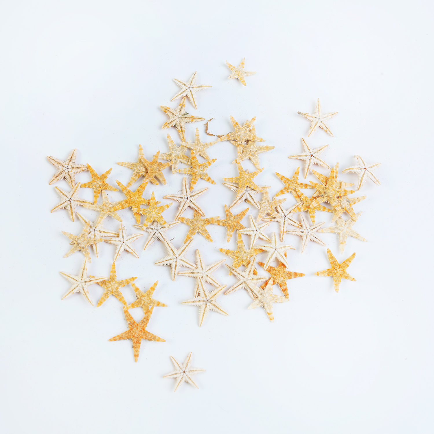 50 Small Sun Star Fish Shells Pack for Craft and Beach Decor 1cm