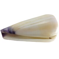 1pce Exotic Shell White / Blue
