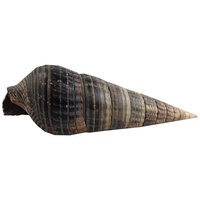 1 x POTAMIDIDAE Sea Snale Shell very exotic and rare in colour