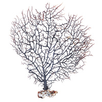 1pce 15cm - 22cm Sea Fan / Fern Suitable for Shadow Boxes / Creating Amazing Wall Art