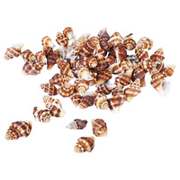  1pce 200g Bag of Sea Snail Shells - Red Doted Conch Shell 1.5cm to 2cm Craft