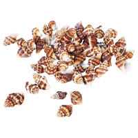 1pce 200g Bag of Sea Snail Shells - Red Doted Conch Shell 1.5cm to 2cm Craft