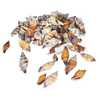  1pce 200g Bag of Sea Snail Shells - Black Mouth Snail Shell 2.5cm-3cm Craft