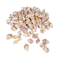 1pce 200g Bag of Sea Snail Shells Axe Head Snail Conch Shell 1.5cm-2cm Craft 