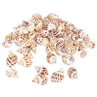  1pce 200g Bag of Sea Snail Shells Middle Dongfeng Snail Shell 1cm to 2cm Craft