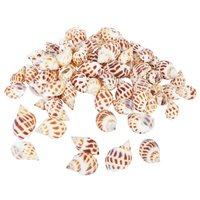 1pce 200g Bag of Sea Snail Shells Middle Dongfeng Snail Shell 1cm to 2cm Craft