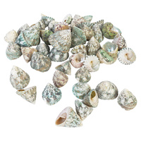  1pce 200g Bag of Sea Shells - Green a Snail Shell 4cm to 5cm Craft