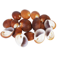 1pce 200g Bag of Sea Snail Shells - Red Cat Eye Snail Shell 3cm to 4cm Craft