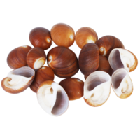  1pce 200g Bag of Sea Snail Shells - Red Cat Eye Snail Shell 3cm to 4cm Craft