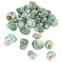 1pce 200g Bag of Sea Shells - Green Snail Shell 3cm to 5cm Decretive / Craft