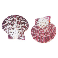  2pce - Flower Fan Shell 4cm to 5cm Decretive / Craft