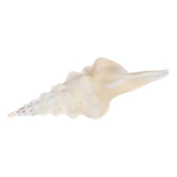 1pce - Middle Dongfeng Snail Shell 13cm to 15cm Decretive / Craft