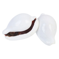 2pce - White Jade Rabbit Conch Shell 6cm to 7cm Decretive / Craft