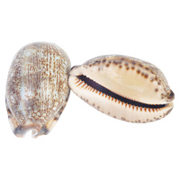 2pce - Spotted Snail Shell 5cm to 6cm Decretive / Craft
