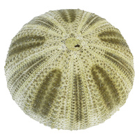  1pce Green Sea Urchin Shell in Plastic Container Packing 4cm to 6 cm