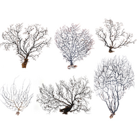 Sea Fans Set 6 Pieces/Sizes Branch Real 15-50cm Bundle for Shadow Boxs Wall Art