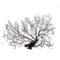 XLarge Natural Black Sea Coral Fan Branch Real 43-50cm for Shadow Box Wall Art