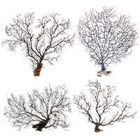 4pce Gorgonian Sea Fan XLarge #2 Natural Black Dried Coral Branch, Wall Art 50cm Set