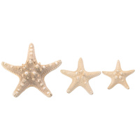 5pce Horn Starfish Bleached White Nautical Theme with Beach Look