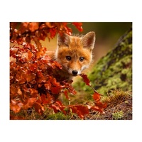 Baby Fox Autumn Forest - Paint by Numbers Canvas Art Work DIY 40cm x 50cm