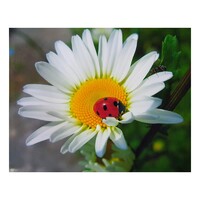 Daisy with Lady Beetle - Paint by Numbers Canvas Art Work DIY 40cm x 50cm