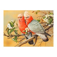 Bonded Pair of Galah Diamond Art Painting Kit Set DIY 40cm x 50cm