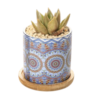 Pot Planter Ceramic Blue Retro Circles Round Flower for Succulents & Herbs 7cm