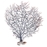 Gorgonian Sea Fan Large Natural Black Dried Coral Branch, Wall Art 50cm 1pce