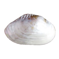1x 20cm to 25cm Real White Mother of Pearl Double Sided Shell Not Seperated, Beach Theme, Entrรฉe Serving