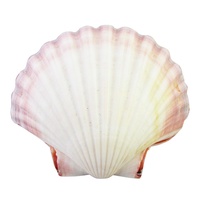 10cm x 10cm Real Orange and Cream Closed Fan Shell, Very Exotic, Beach Theme