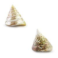 6cm Real Pyramid Shell, Two Exquisite Designs, Very Exotic, Beach Theme