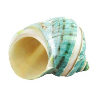 9cm Real Sea Snail Shell in Green Tones, Two Beautiful and Unique Designs, Beach