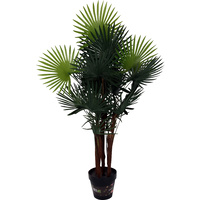FORTUNEI PALM IN POT 90CM WINDMILL PALM