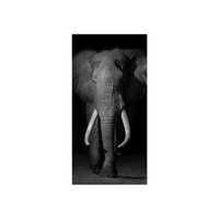 80cm Elephant High Gloss Canvas Print Black & White Colour Portrait