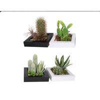 1pce 20x20cm Cactus Bonsai Garden, Succulents, With Pebbles, Australian Made
