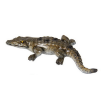 12cm Crocodile Head Up Brown Marble Resin Realistic Cute Home Decor
