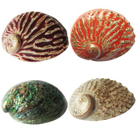 13cm Abalone Sea Shell Naturally Coloured, Real from Indonesian Beach