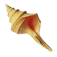 25cm Trumpet / Sirinx Auranus Shell Polished by Hand Beautiful Tan Colours