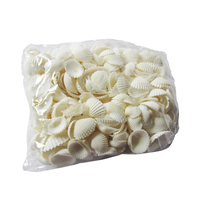 200g Miniature Sea Shell Pipit Style (Anadara) Great for Craft or Home Dรฉcor