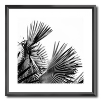 NEW 50CM x 50CM BLACK FRAME PRINT- BLACK AND WHITE FAN FRONDS