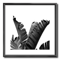 NEW 50CM x 50CM BLACK FRAME PRINT- BLACK AND WHITE BANANA LEAVES