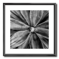 NEW 50CM x 50CM BLACK FRAME PRINT- BLACK AND WHITE ATTENUATA
