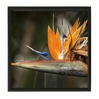 35x35cm BLACK FRAME CANV PRINT- BIRD OF PARADISE