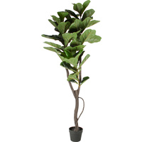 FIDDLE TREE IN PLASTIC POT 150CM