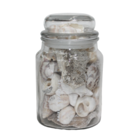 Dried Shells Mixed in Vintage Style Glass Bottle 16cm Jar Beach House Decor         