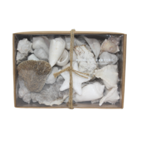 Maine & Crawford 18cm Light Shells & Dry Mix in Gift Box, Beach House Decor
