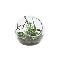 1pce 19cm Succulent In Glass Vase Artificial Plant Display Home Décor