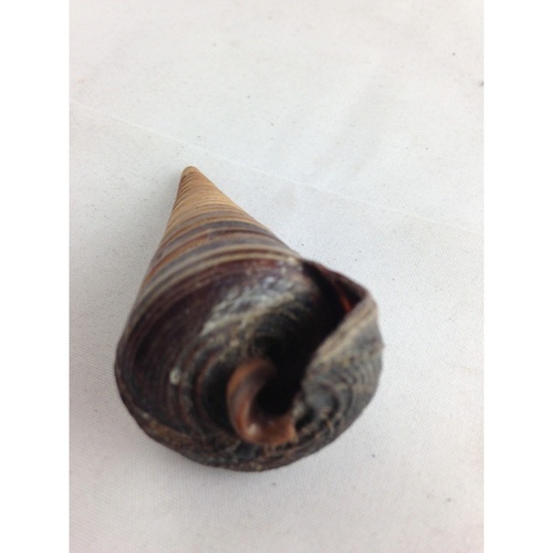 4 x 7cm TELESCOPIUM Darker Cone Shell, the spiraled lines and detailed colour A+