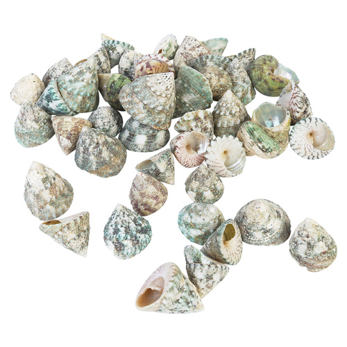 200g Bag of Sea Shells - Green a Snail Shell 4cm to 5cm Craft